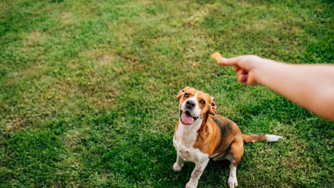 Hundesnop og godbiter som er bra for hunden | Pawesomeday