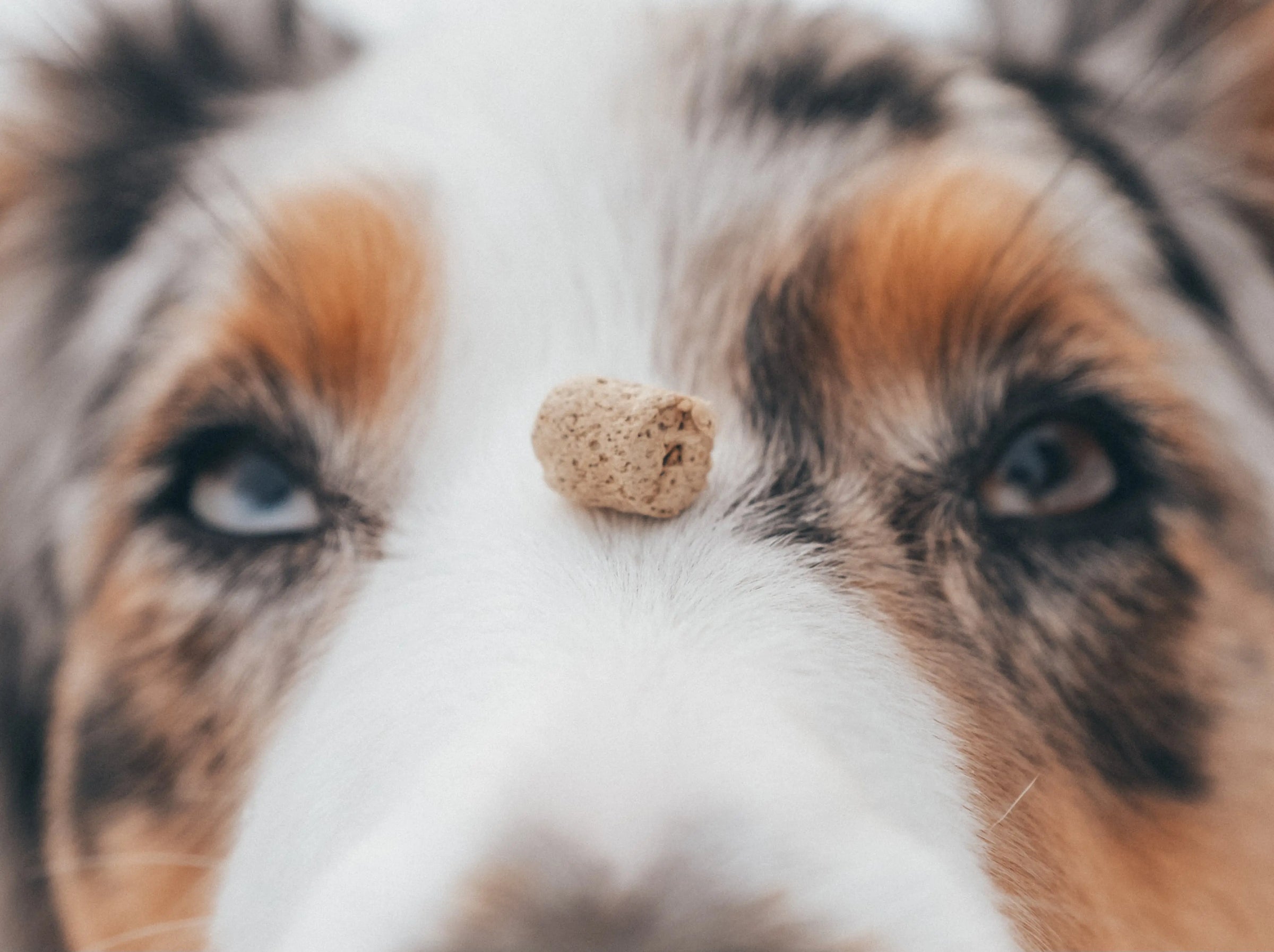 Treningsgodbiter til hund | Se vårt utvalg av treningsgodbiter! 🐶