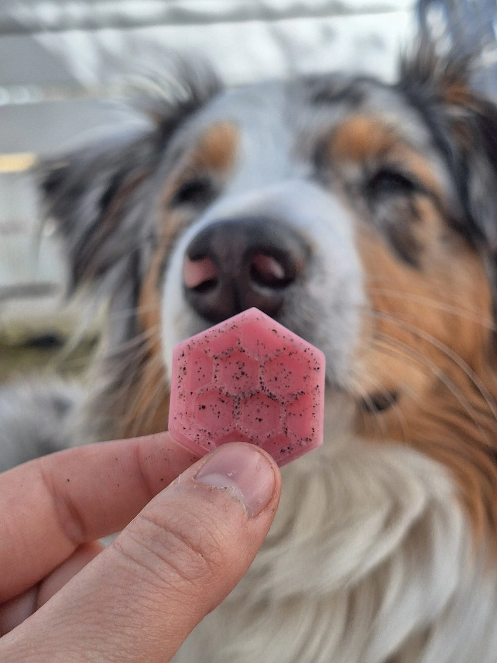 Honningbie isbitform | Isbitform til hund  |  Pawesomeday.no