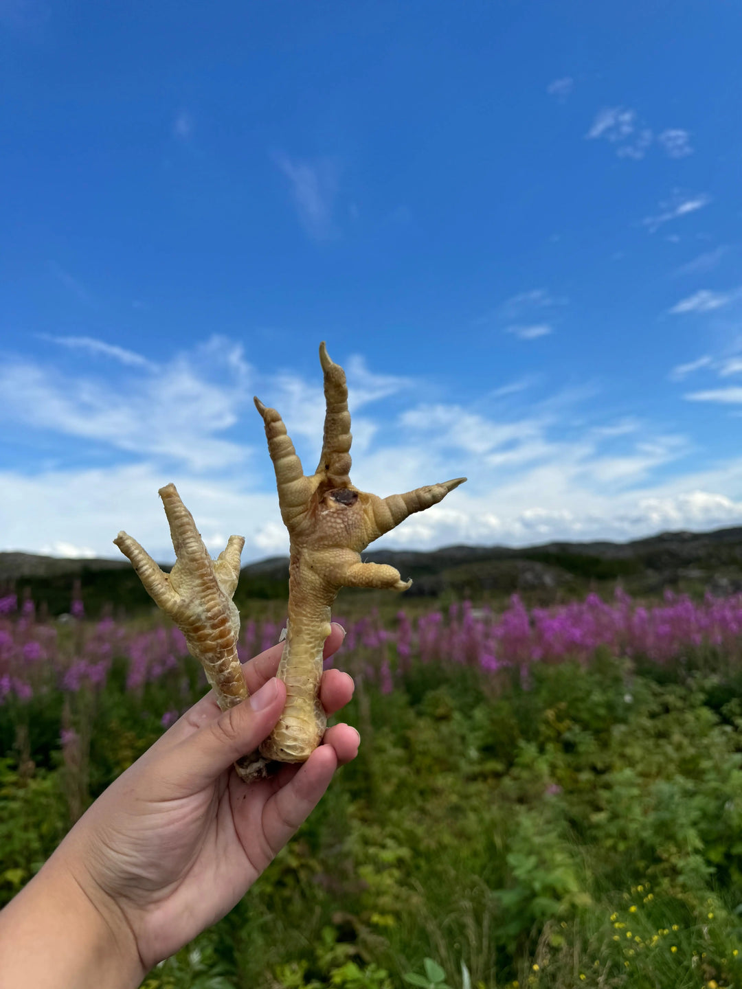 Ekstra frysetørkede kyllingføtter - 200g - Hokuō™  |  Pawesomeday.no