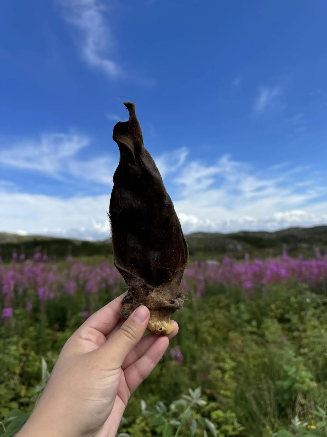 Naturlige lammeører med pels for hund | 250g | Pawesomeday.no