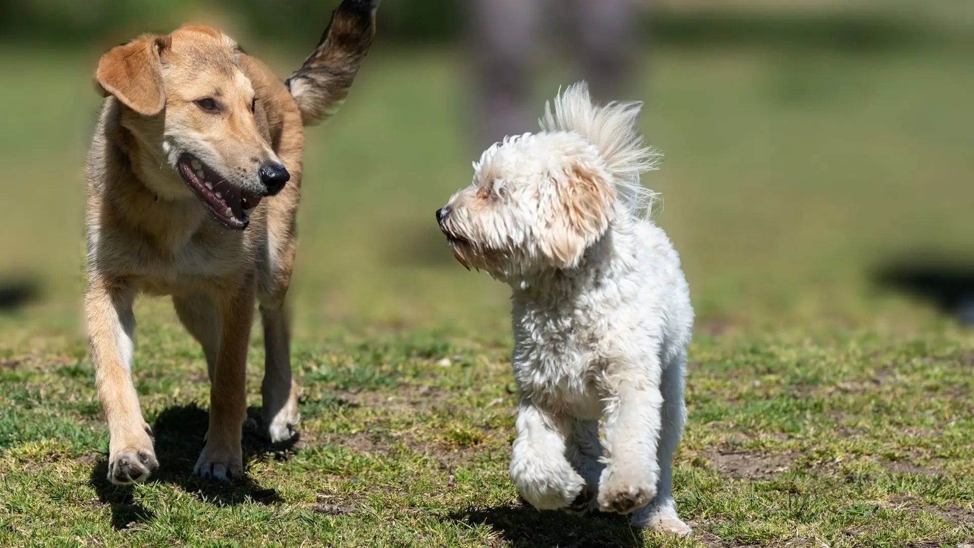 Å jobbe som markedsfører i Pawesomeday - En drømmejobb for hundeelskere | Pawesomeday