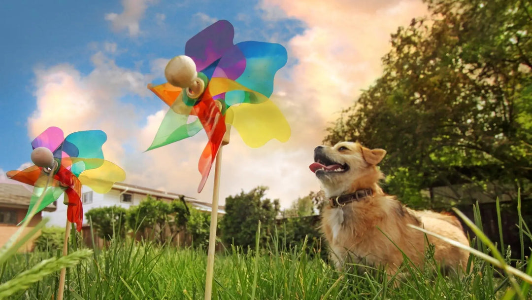 Hjemmelagde frosne hundegodbiter!