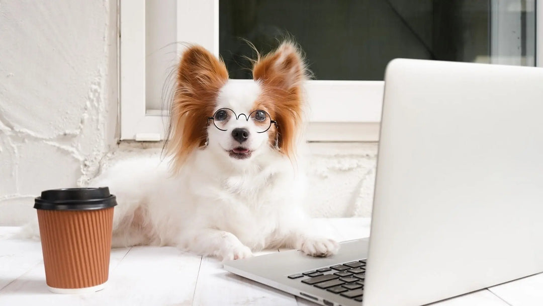 Hjernetrim for hund - Hvorfor er det viktig? | Pawesomeday
