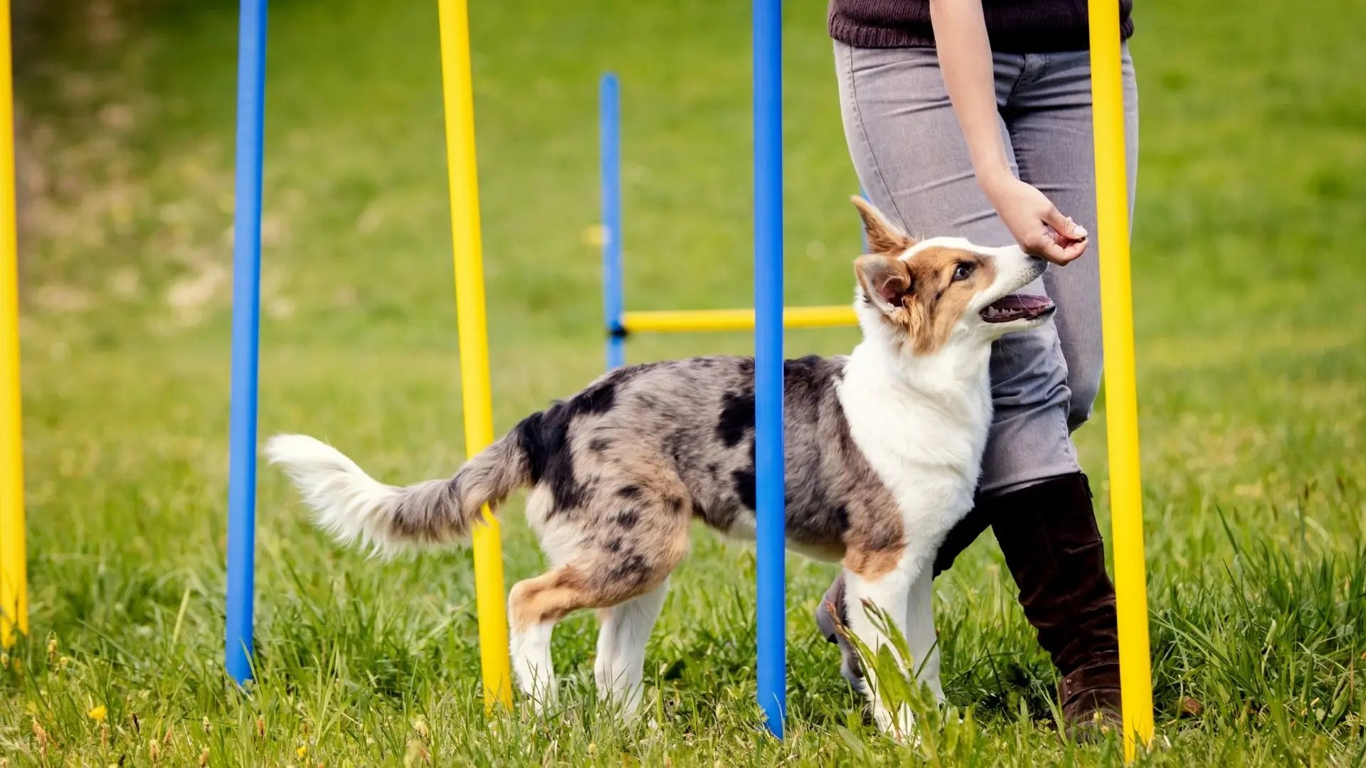 Hundeinstruktør Kjersti, snakker om mentaltrening for hund