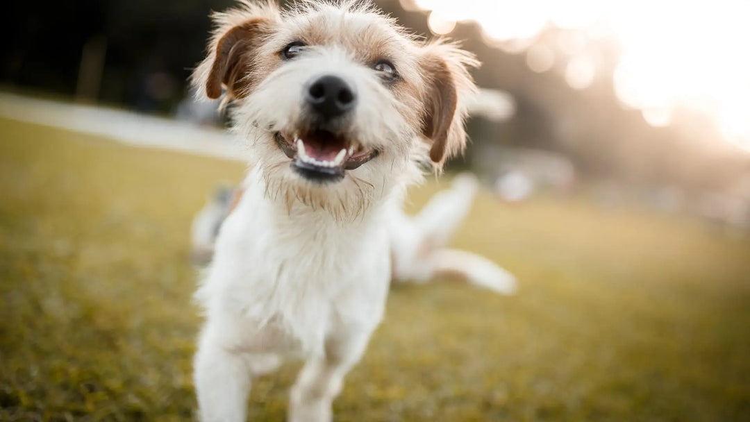 Slik bruker du slikkematte for hund (Lickmat) | Pawesomeday