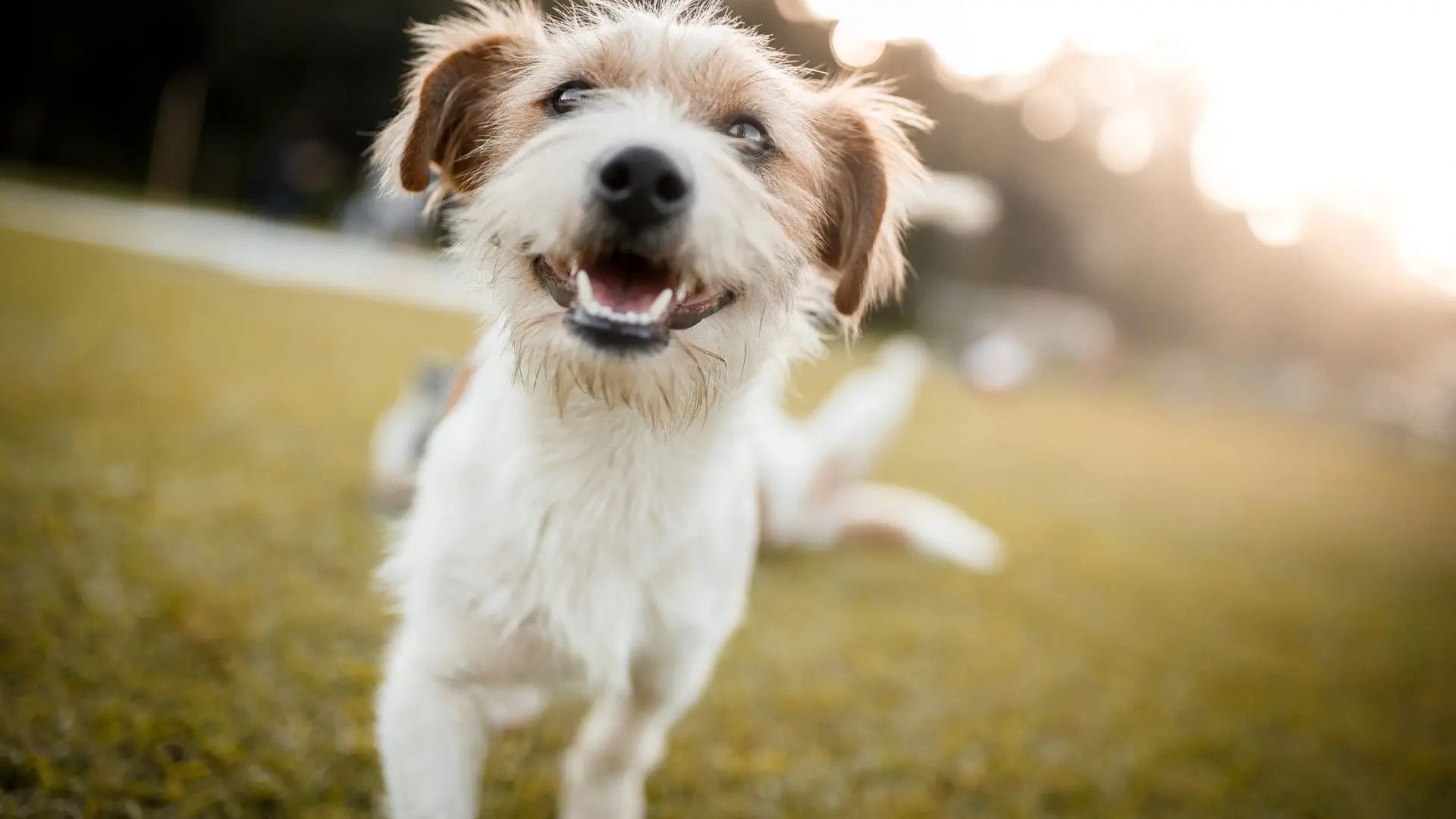 Slik bruker du slikkematte for hund (Lickmat) | Pawesomeday
