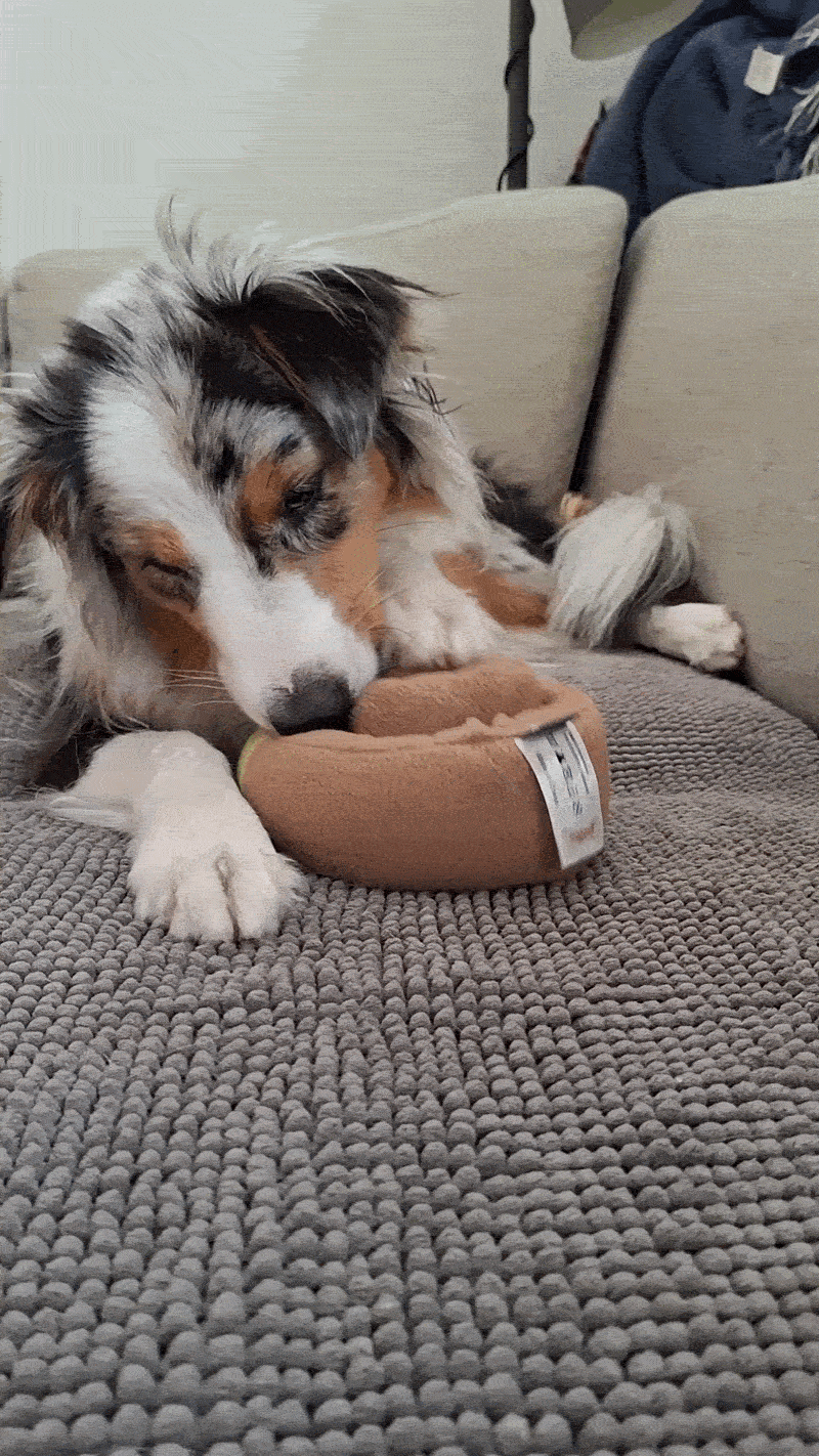 Slowfeeder, slikkematte eller snusematte? Slik velger du riktig for din hund | Pawesomeday.no