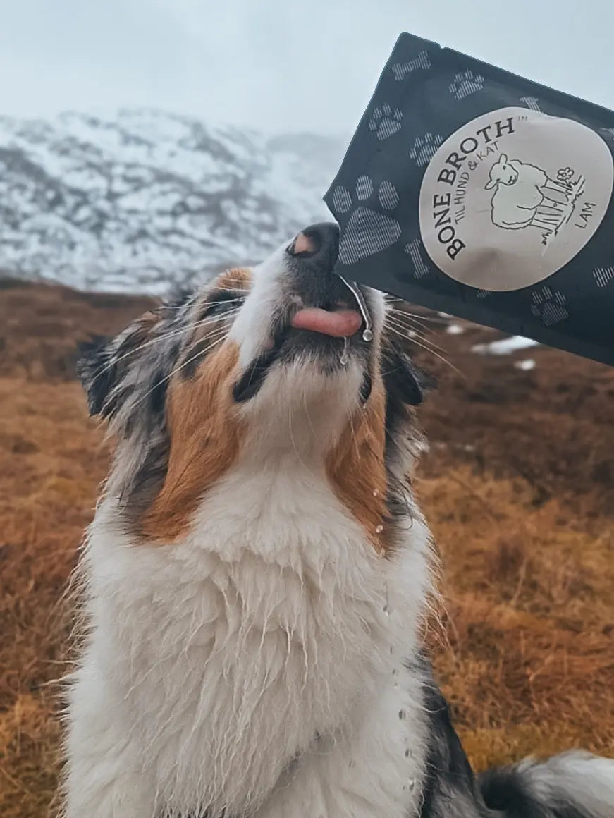 8 grunner til at benkraft er supermaten din hund trenger