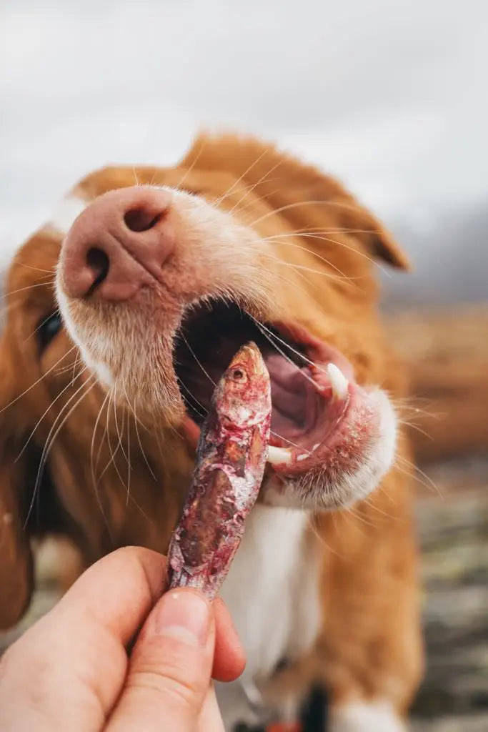 Taste Brisling og rødbet - Hokuō™  |  Pawesomeday.no