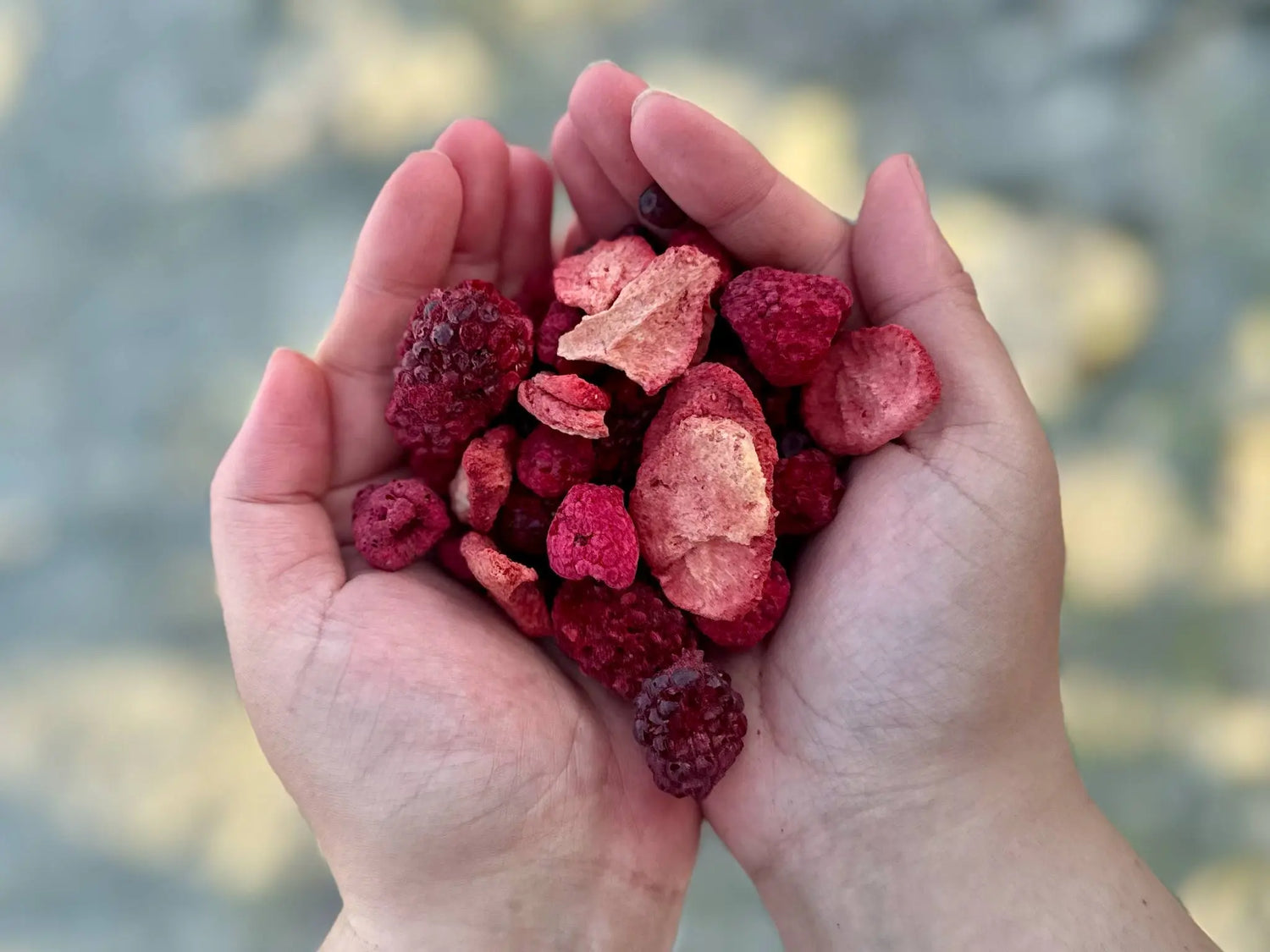 Hokuō® Mori no Berī – frysetørkede bær - 50g 🍓🌿  |  Pawesomeday.no