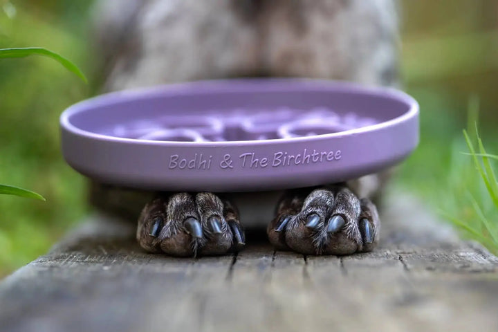 PRE-ORDER Bodhi & The Birchtree Slow Feeder Bowl | Damson  |  Pawesomeday.no