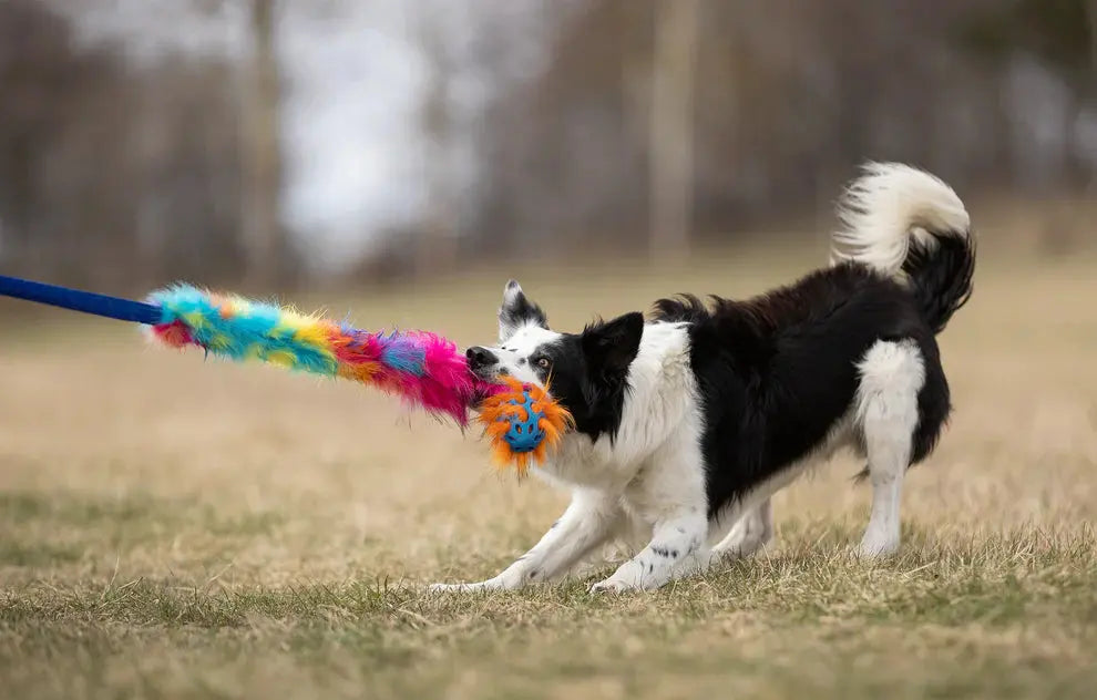 Hokuō® x Doggie-Zen Agility-leke  |  Pawesomeday.no