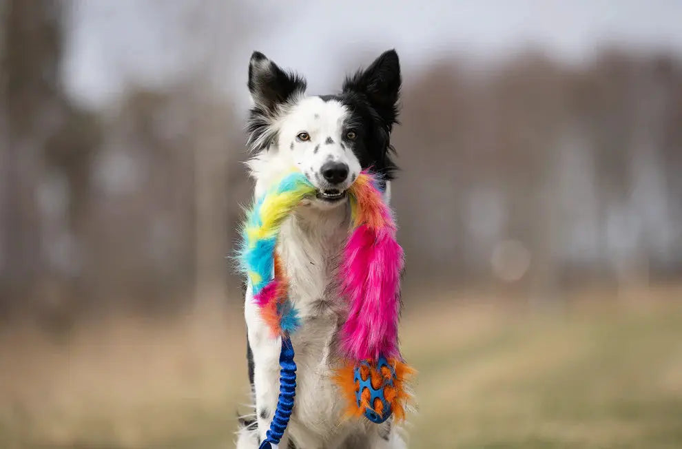 Hokuō® x Doggie-Zen Agility-leke  |  Pawesomeday.no