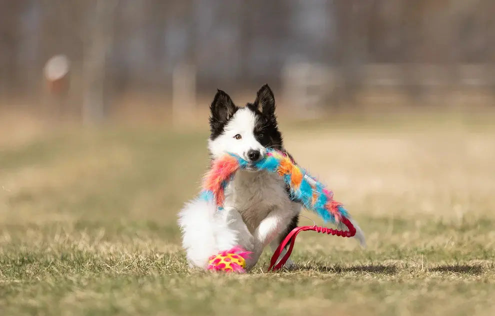 Hokuō® x Doggie-Zen Agility-leke  |  Pawesomeday.no