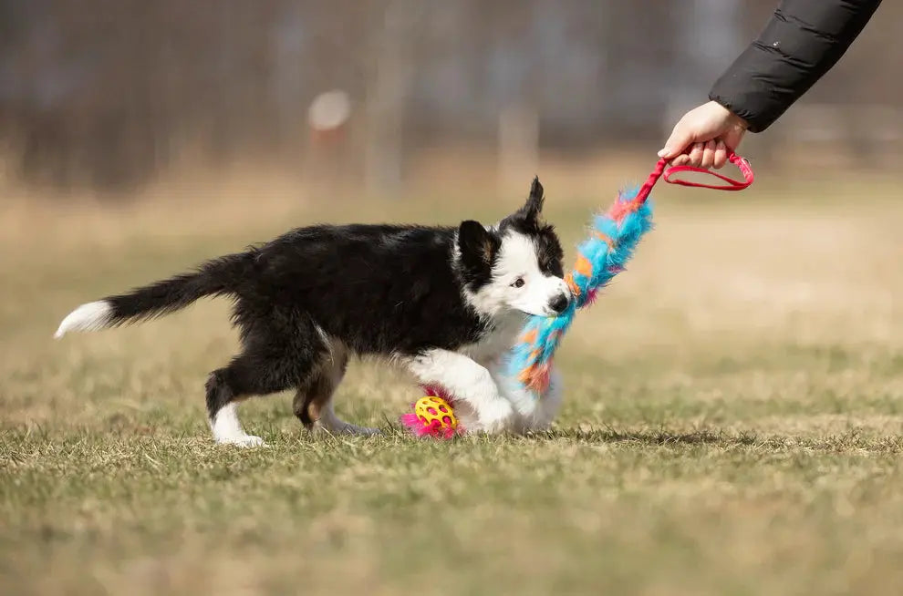 Hokuō® x Doggie-Zen Agility-leke  |  Pawesomeday.no