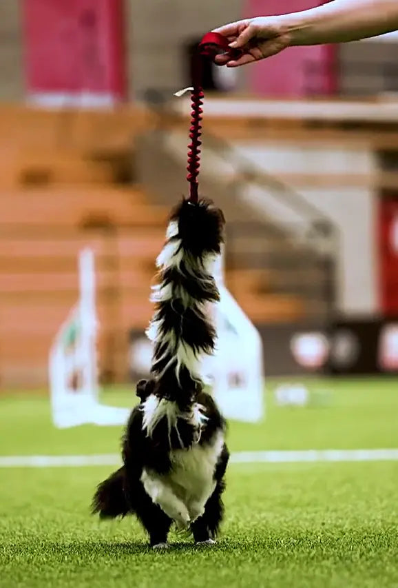 Kjersti Jørgensen x Pawesomeday I AgiPower &amp; ZinniTug I Agilityleke til hund  |  Pawesomeday.no