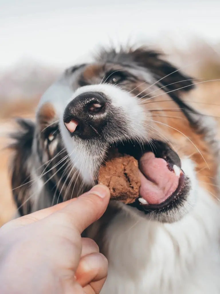 Ultimate hest 100g - Hestegodbiter til hund | Med beinkraft av elg - Hokuō™  |  Pawesomeday.no