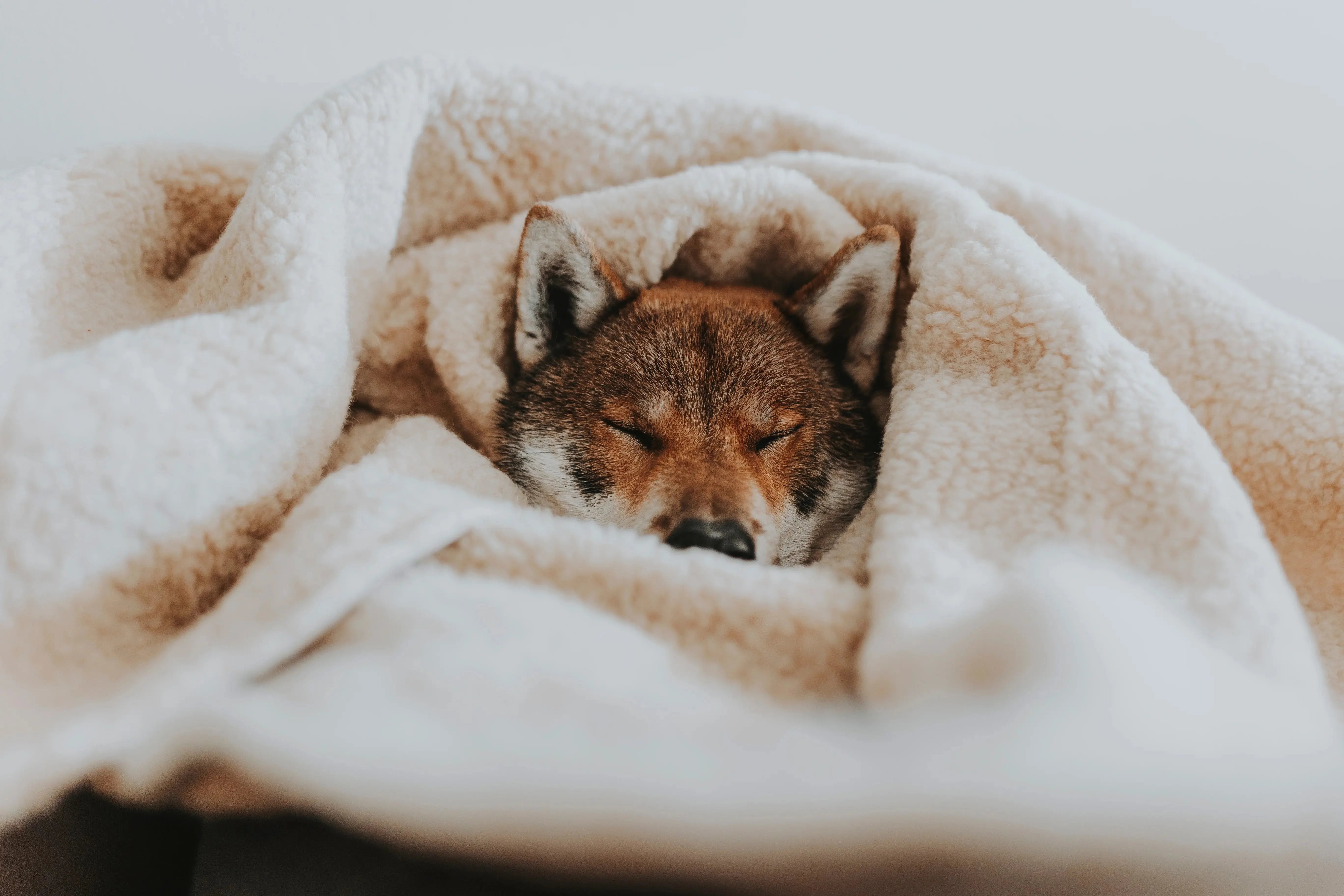 Hokuō® Mofu  |  Pawesomeday.no