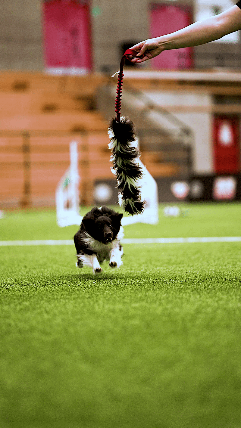 Kjersti Jørgensen x Pawesomeday I AgiPower &amp; ZinniTug I Agilityleke til hund  |  Pawesomeday.no