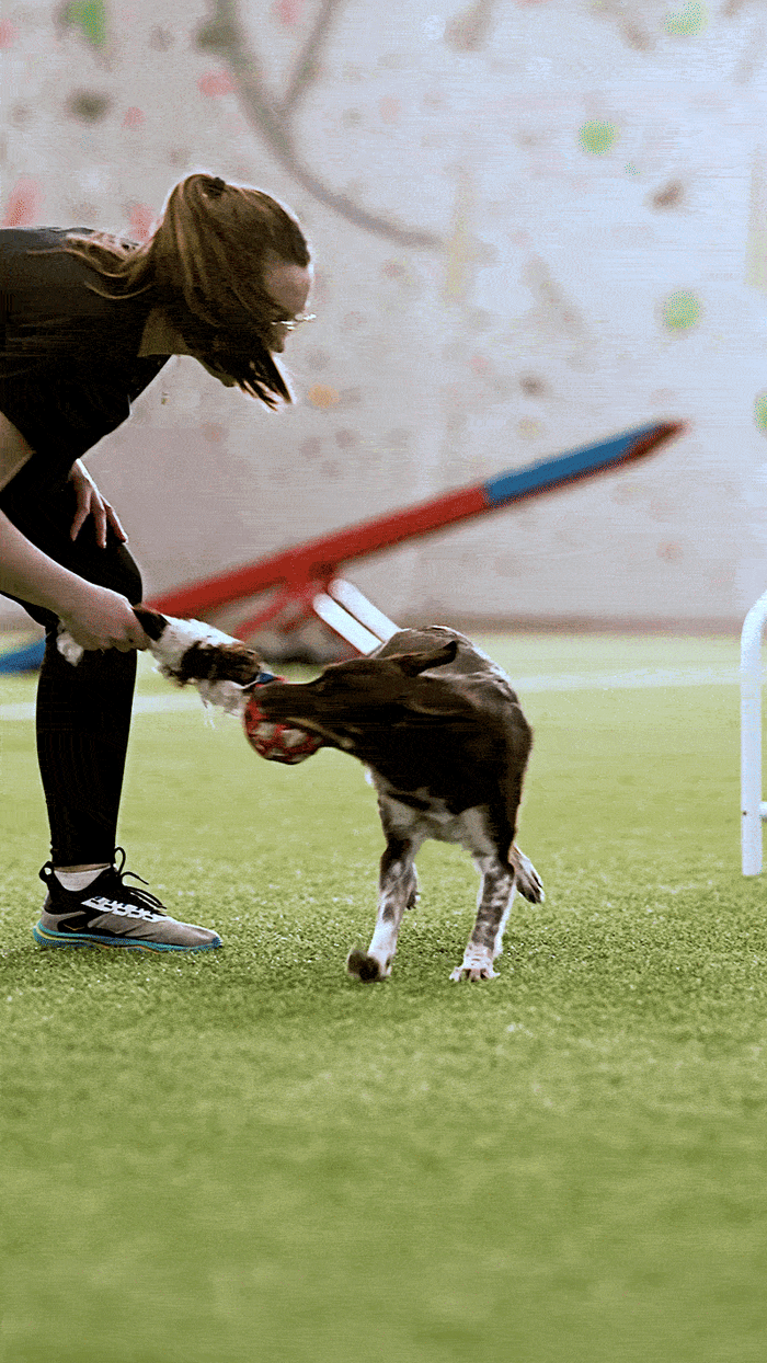 Kjersti Jørgensen x Pawesomeday I AgiPower & ZinniTug I Agilityleke til hund  |  Pawesomeday.no