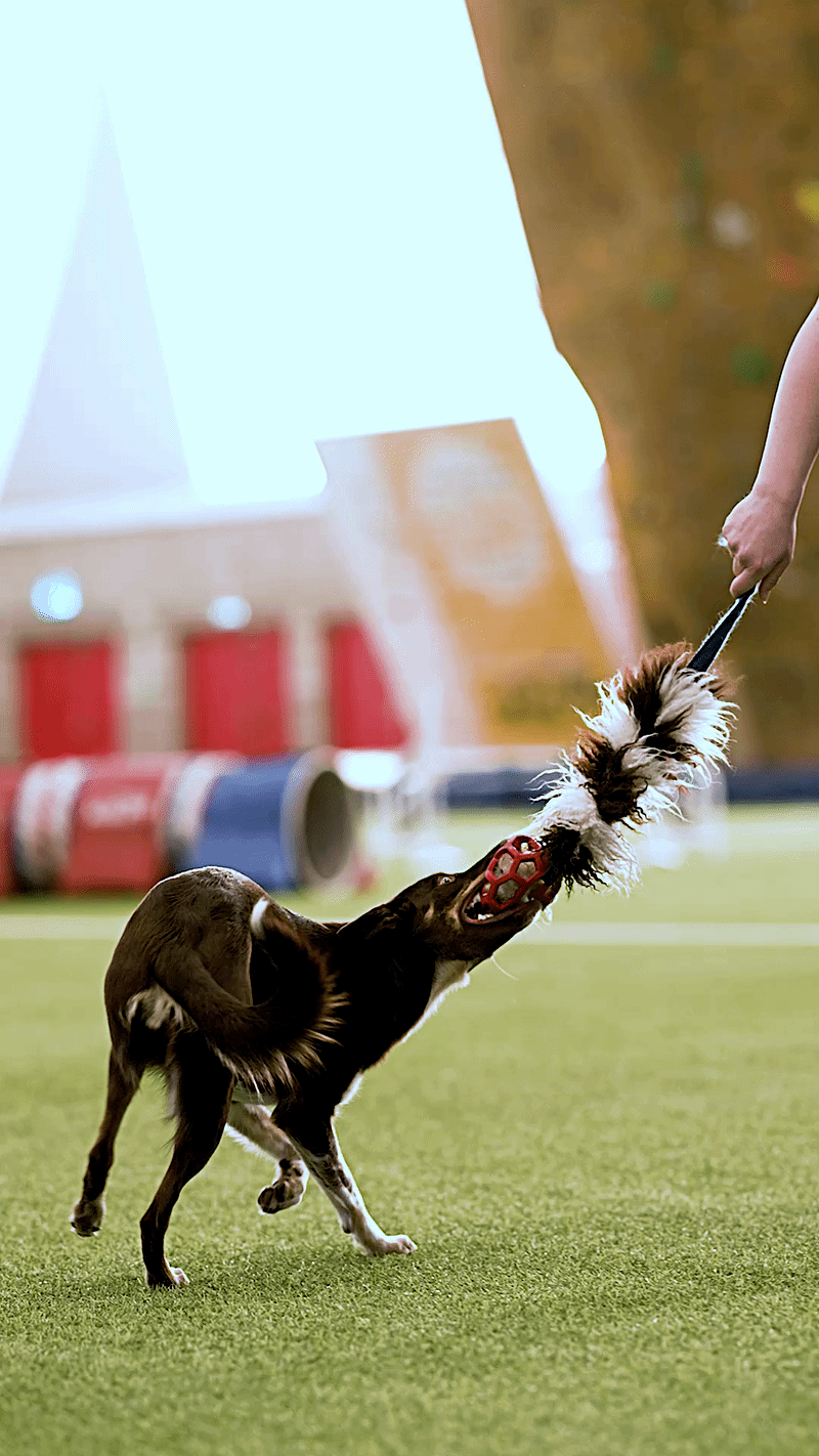 Kjersti Jørgensen x Pawesomeday I AgiPower &amp; ZinniTug I Agilityleke til hund  |  Pawesomeday.no