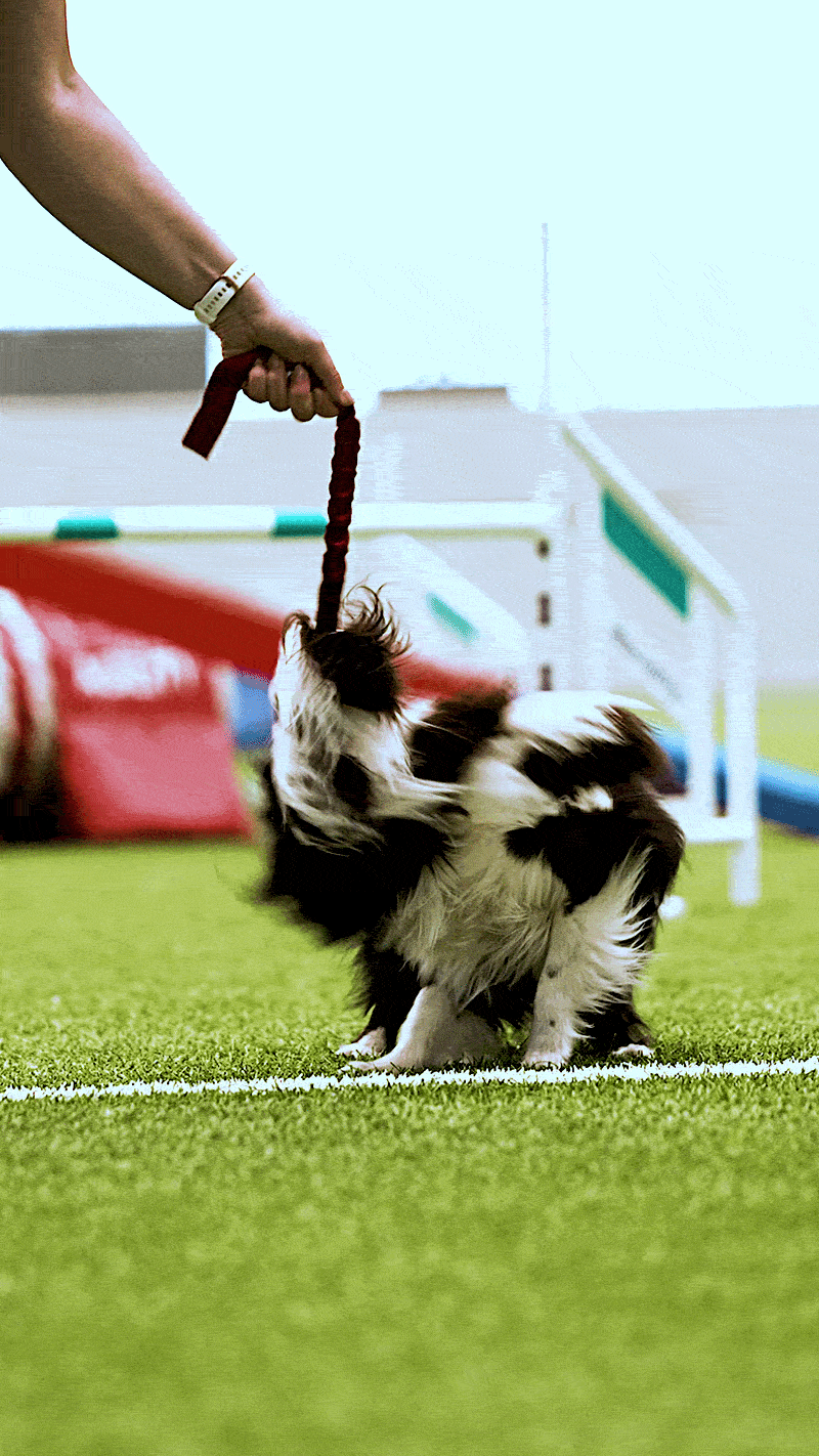 Kjersti Jørgensen x Pawesomeday I AgiPower &amp; ZinniTug I Agilityleke til hund  |  Pawesomeday.no