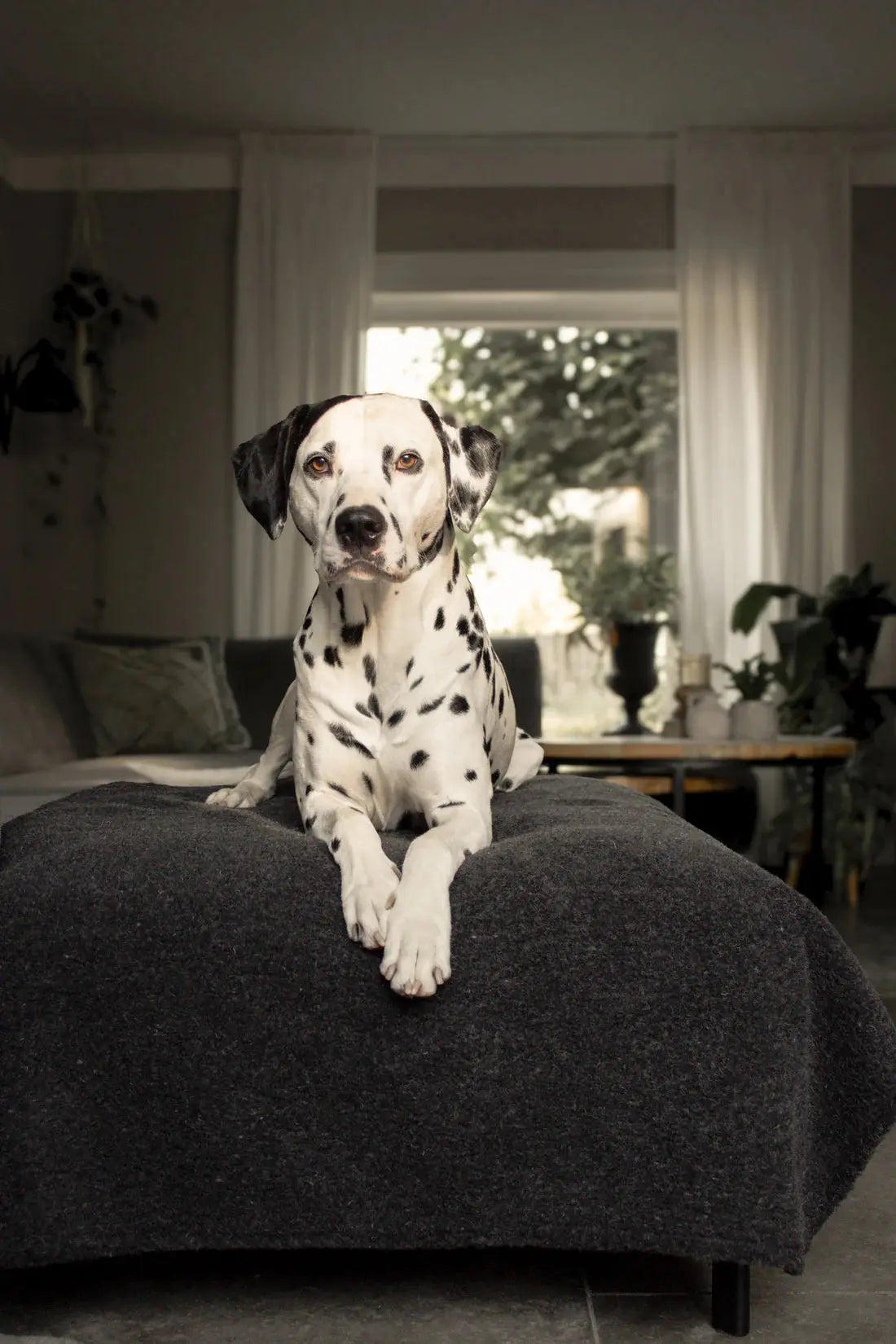 Hokuō® Mofu – Komfort og støtte for hunder og katter 🐕🐈  |  Pawesomeday.no