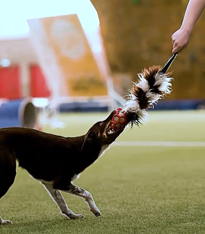 Kjersti Jørgensen x Pawesomeday I AgiPower &amp; ZinniTug I Agilityleke til hund  |  Pawesomeday.no