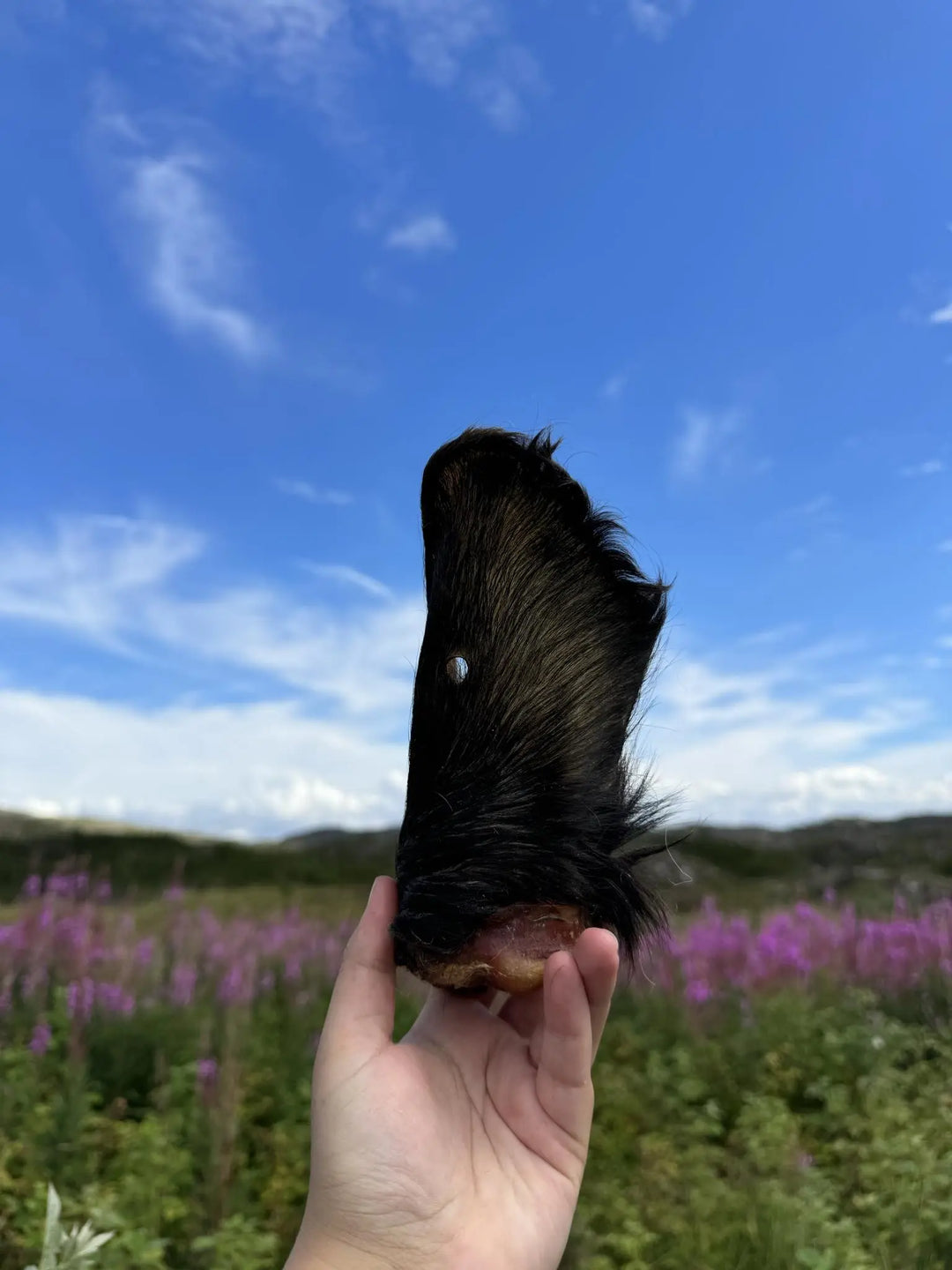 Storfe øre for hund  |  Pawesomeday.no