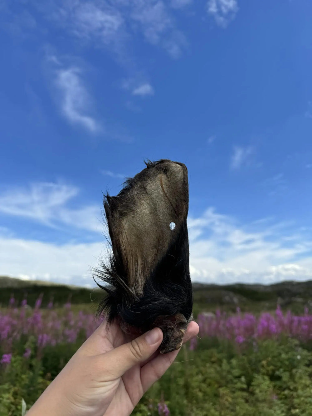 Storfe øre for hund  |  Pawesomeday.no