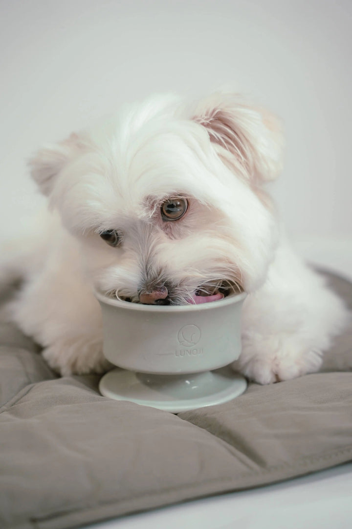 CHEWDEN Trove: Dog Enrichment Feeder  |  Pawesomeday.no