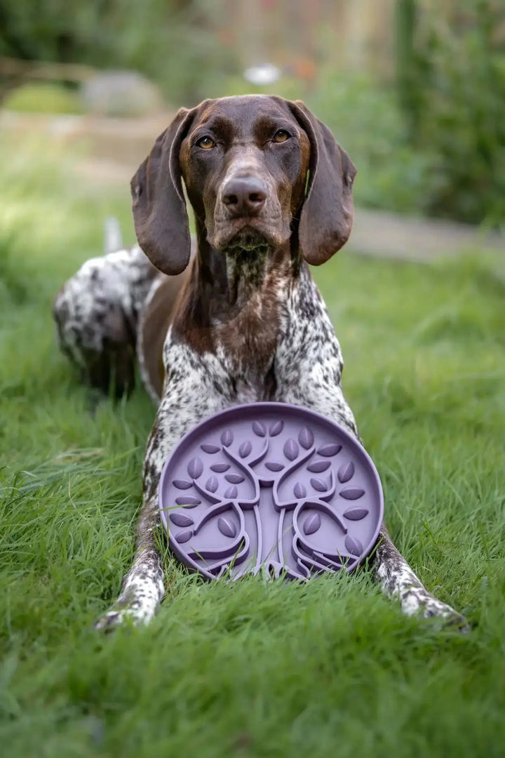 PRE-ORDER Bodhi & The Birchtree Slow Feeder Bowl | Damson  |  Pawesomeday.no