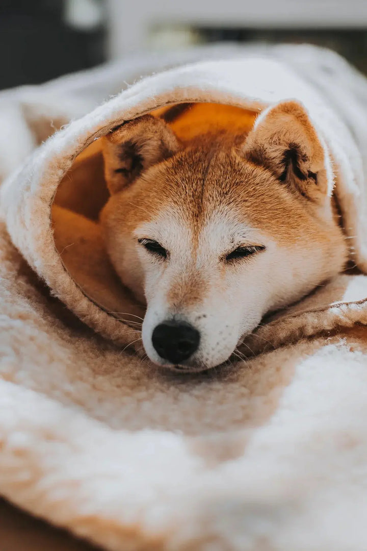 Hokuō® Mofu – Komfort og støtte for hunder og katter 🐕🐈  |  Pawesomeday.no