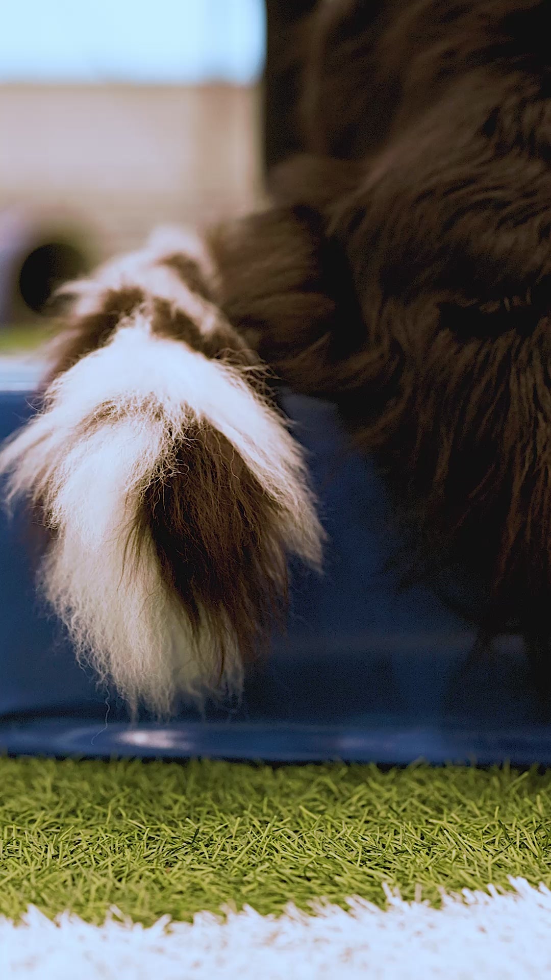 AgiPower + ZinniTug Small I Agilityleker designet av Kjersti Jørgensen