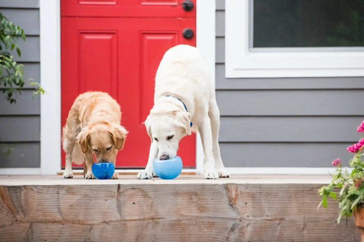Orbee-Tuff Snoop gir god hjernestimuli for hunden din | Pawesomeday.no